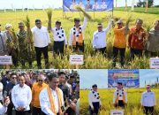 Gubernur Anwar Hafid Dorong Toili Jadi Percontohan Pertanian Modern, Target Produktivitas 10 Ton per Hektare